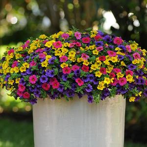 HB Sundance combo Hanging Basket (c18)